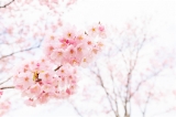 「ヨコハマヒザクラ(横浜緋桜)」のサムネイル画像