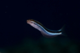 「ミナミギンポ(Tube-worm Blenny)」のサムネイル画像
