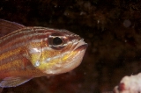 「キンセンイシモチ(Southern orange-lined cardinal fish)」のサムネイル画像