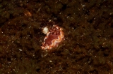 「キャラメルウミウシ」のサムネイル画像