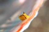 「オレンジウミコチョウ」のサムネイル画像