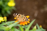 「蝶の仲間」のサムネイル画像