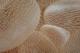 「ミズタマサンゴ(バブルコーラル)」のサムネイル画像