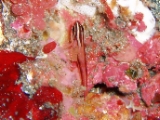 「タテジマヘビギンポ」のサムネイル画像