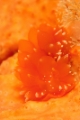 「アケボノウミウシ」のサムネイル画像
