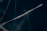 「ゴルゴニアンシュリンプ(Saw blade shrimp,gorgonian shrimp)」のサムネイル画像