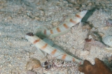 「red-margin shrimp-goby(レッドマージンシュリンプゴビー)」のサムネイル画像