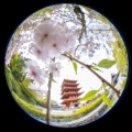 「ヤエシダレザクラ(八重しだれ桜)」のサムネイル画像