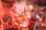 「ユビウミウシ」のサムネイル画像