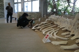 「鯨の骨」のサムネイル画像