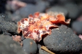 「クモガタウミウシ」のサムネイル画像