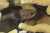 「クロオビアトヒキテンジクダイ(Black-belted cardinalfish)」のサムネイル画像