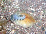 「貝の仲間」のサムネイル画像