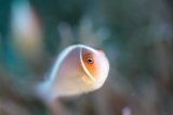 「セジロクマノミ(Eastern Anemonefish)」のサムネイル画像