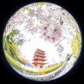 「ヤエシダレザクラ(八重しだれ桜)」のサムネイル画像