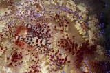 「コールマンシュリンプ(Coleman shrimp)」のサムネイル画像