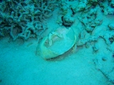 「カニの殻」のサムネイル画像