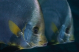 「アカククリ(Long finned batfish,Dusky batfish)」のサムネイル画像