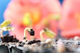 「桔梗咲き朝顔」のサムネイル画像