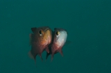 「yellow-eye cardinalfish(イエローアイ カーディナルフィッシュ)」のサムネイル画像
