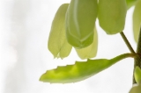 「セイロンベンケイ(はからめ,葉から芽,マザーリーフ)」のサムネイル画像