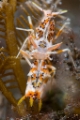 「トゲツノメエビ」のサムネイル画像