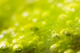 「緑藻の仲間」のサムネイル画像