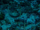 「チンアナゴ(Spotted garden-eel)」のサムネイル画像