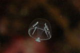 「シロクラゲ」のサムネイル画像