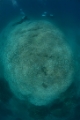 「コモンシコロサンゴ」のサムネイル画像