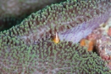 「セジロクマノミ(Eastern Anemonefish)」のサムネイル画像