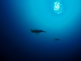 「アオリイカ(Bigfin Reef Squid)」のサムネイル画像