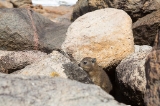 「アフリカオニネズミ」のサムネイル画像