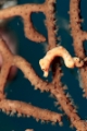 「ピグミーシーホース(Pygmy Seahorse)」のサムネイル画像