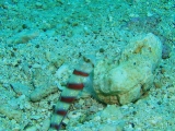 「red-banded prawn-goby」のサムネイル画像