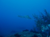「アオリイカ(Bigfin Reef Squid)」のサムネイル画像