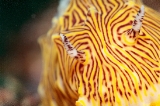 「パイナップルウミウシ」のサムネイル画像