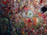 「カサゴ…っぽい岩」のサムネイル画像