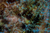 「エンマゴチ」のサムネイル画像