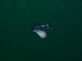 「泳ぐヒラムシ」のサムネイル画像