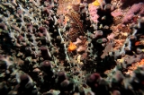 「オキゴンベ(yellow hawkfish)」のサムネイル画像