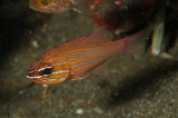 「silver lined cardinalfish(Hartzfeld's cardinalfish,ハーツフェルドズカーディナルフィッシュ)」のサムネイル画像