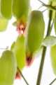 「セイロンベンケイ(はからめ,葉から芽,マザーリーフ)」のサムネイル画像