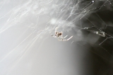 「蜘蛛の仲間」のサムネイル画像