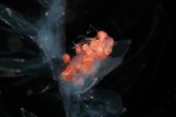 「ナガヨウラククラゲ」のサムネイル画像