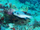 「コクテンフグ(Black-spotted Toadfish)」のサムネイル画像