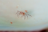 「ケブカガニ属の一種(ニセキンチャクガニ,キンチャクガニモドキ)」のサムネイル画像