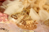 「トゲウミウシ」のサムネイル画像