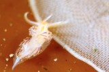 「エムラミノウミウシ」のサムネイル画像