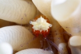 「エリマキテナガエビ(コロールアネモネシュリンプ,korore anemone shrimp)」のサムネイル画像